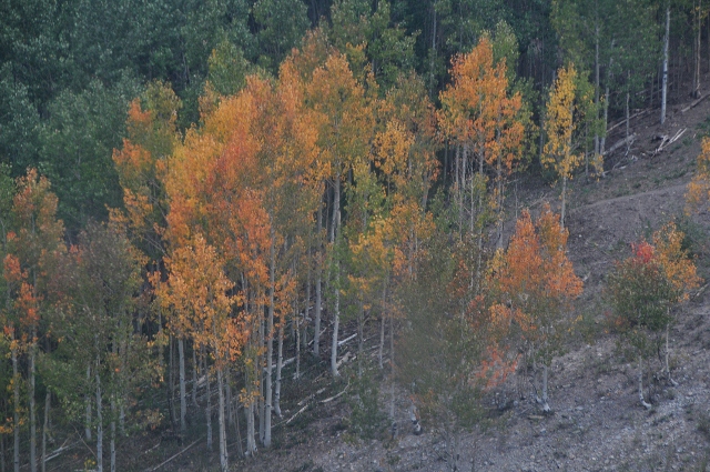 orange aspen stand